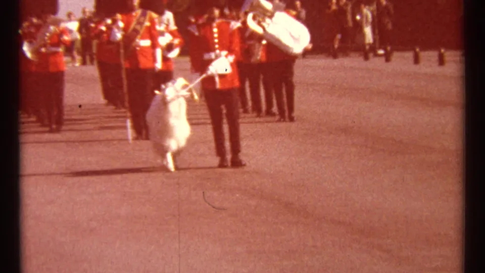 A marching band in red uniforms follows as a handler leads the white ceremonial goat through the paved ceremonial area.