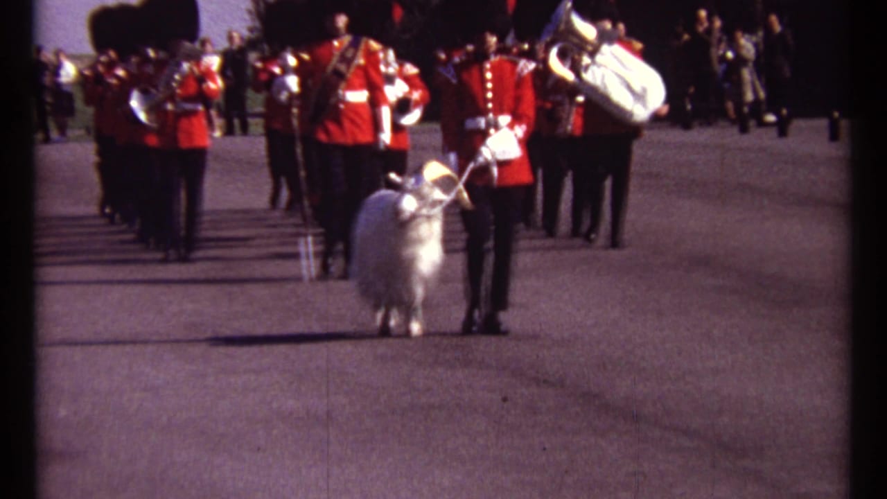 Red-uniformed brass band marches on a paved road with a white ram led in front.