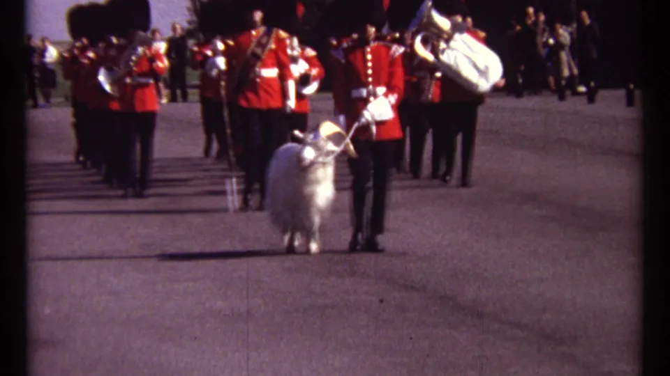 In Ottawa in 1967, a red-uniformed brass band marches behind a white ram led by a uniformed handler on a wide paved road.