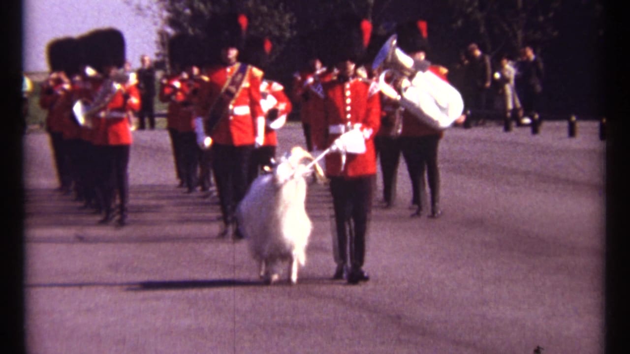 White ram and handler lead a red-uniformed brass band toward the camera.
