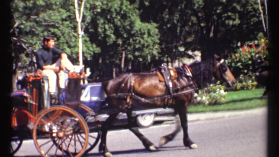 A horse-drawn carriage with a seated driver moves through an Ottawa street scene, with a blue sedan and trees in the background.