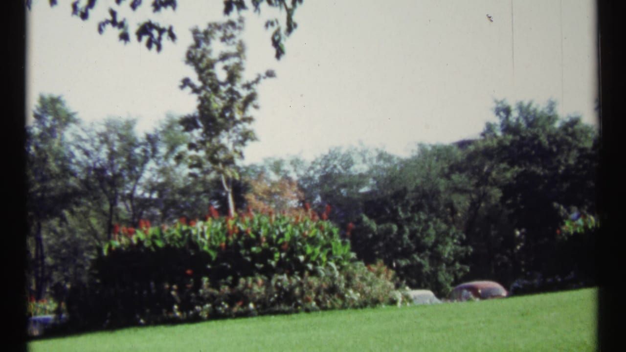 Grassy area with trees, tall plantings, and parked cars beyond the lawn.