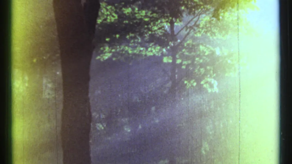 Final 1967 8mm frame of Ottawa woods with a central tree trunk, green leaves, hazy exposure, and bright film-edge flare.
