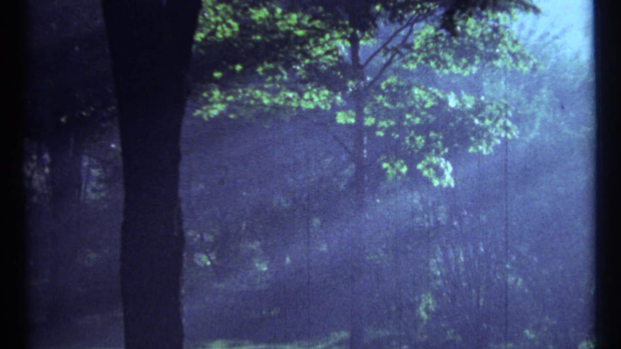 Shaded trees and green leaves with soft blue film cast.