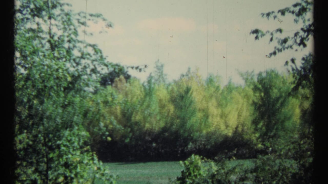 Leafy trees frame a grassy clearing with dense shrubs beyond.