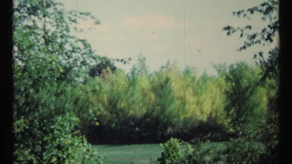 1967 Toronto home-movie frame showing leafy trees around a green clearing and dense woodland foliage.