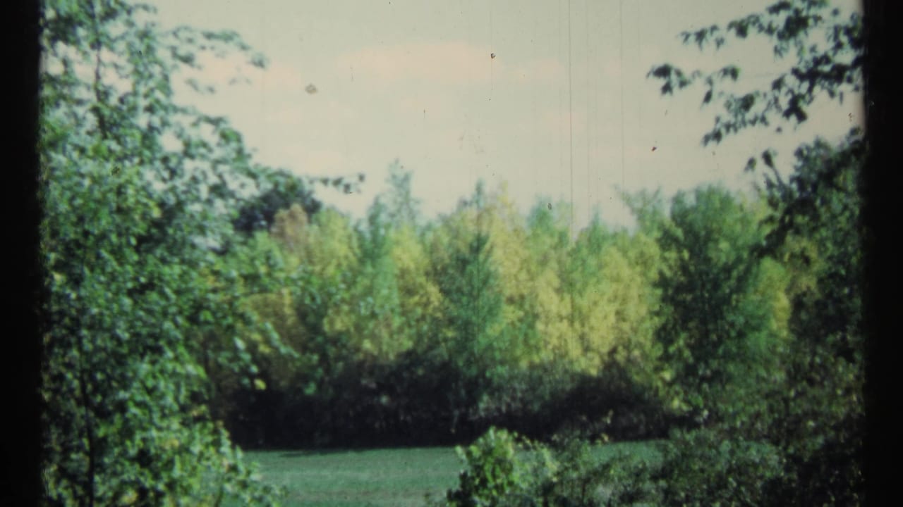Green shrubs and tree branches border a small open lawn.