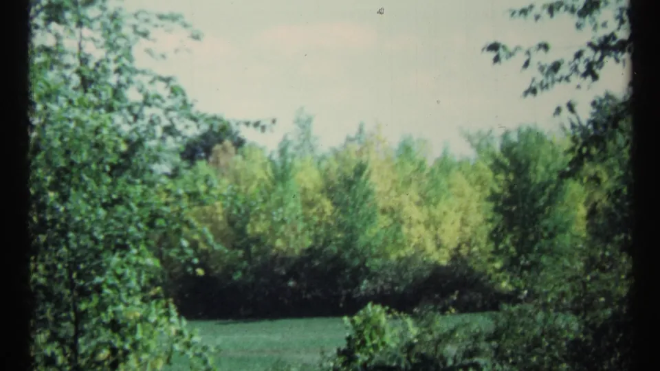 1967 Toronto home-movie view of dense trees, yellow-green shrubs, and a shaded grassy foreground.