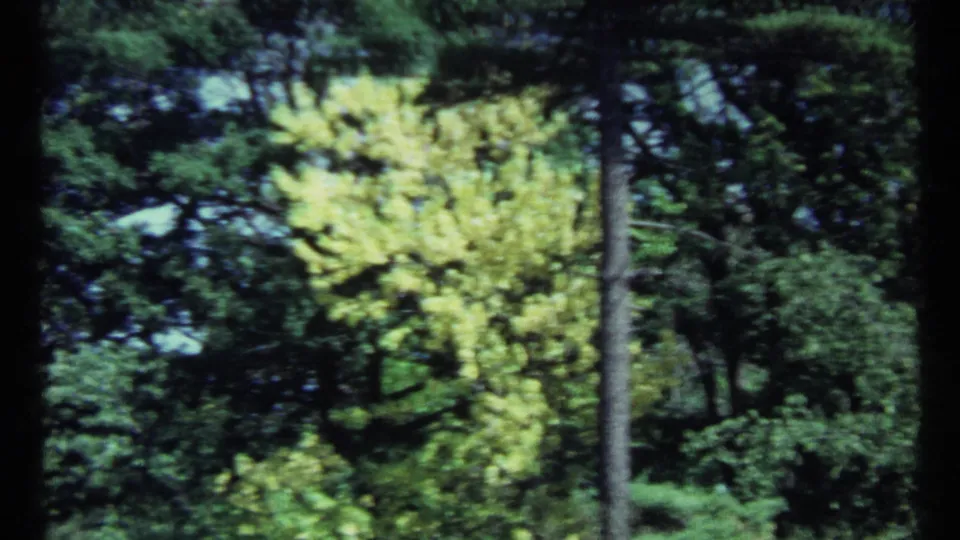 1967 Toronto 8mm frame showing a pale green tree, a vertical trunk, and darker woodland behind it.