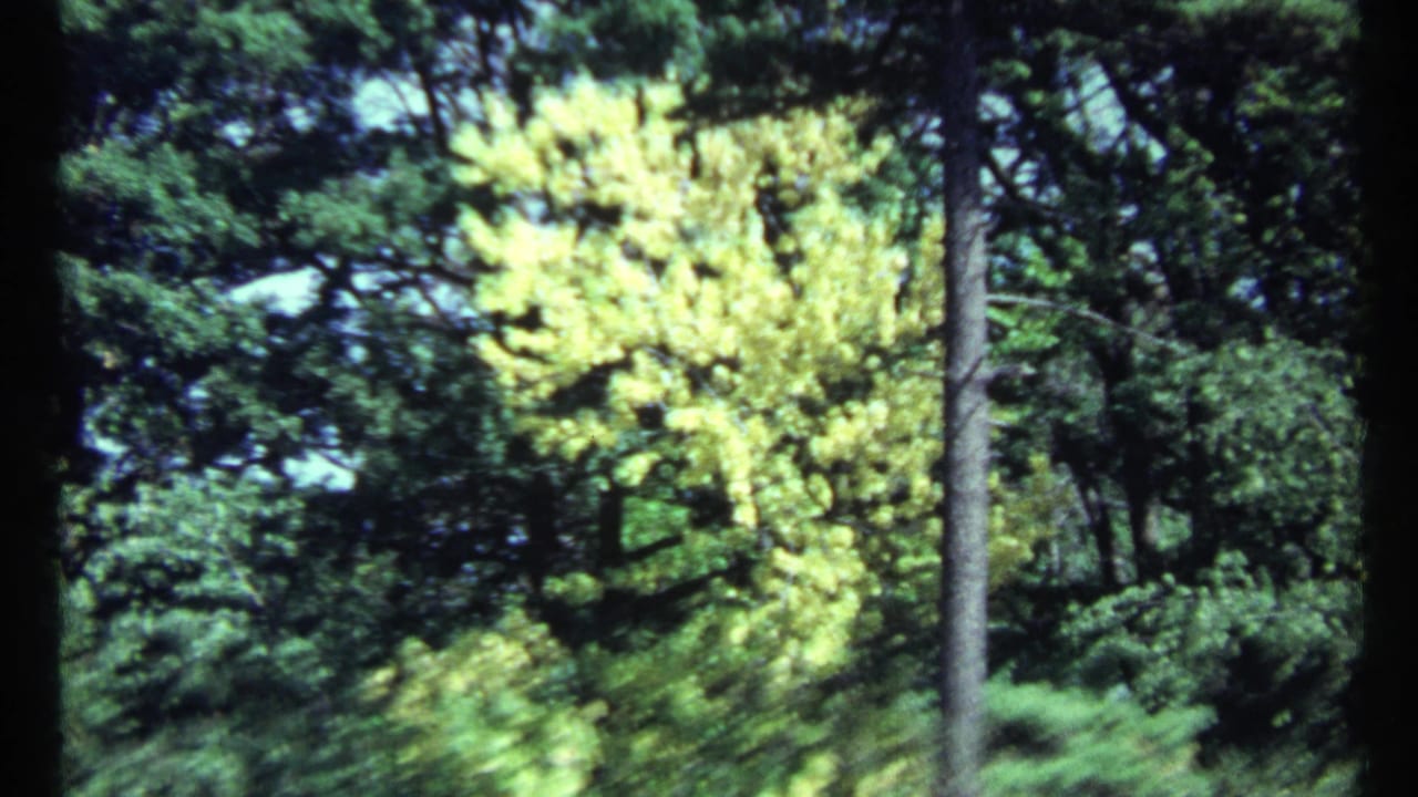 Sunlit wooded scene with a bright yellow-green tree among darker evergreens.
