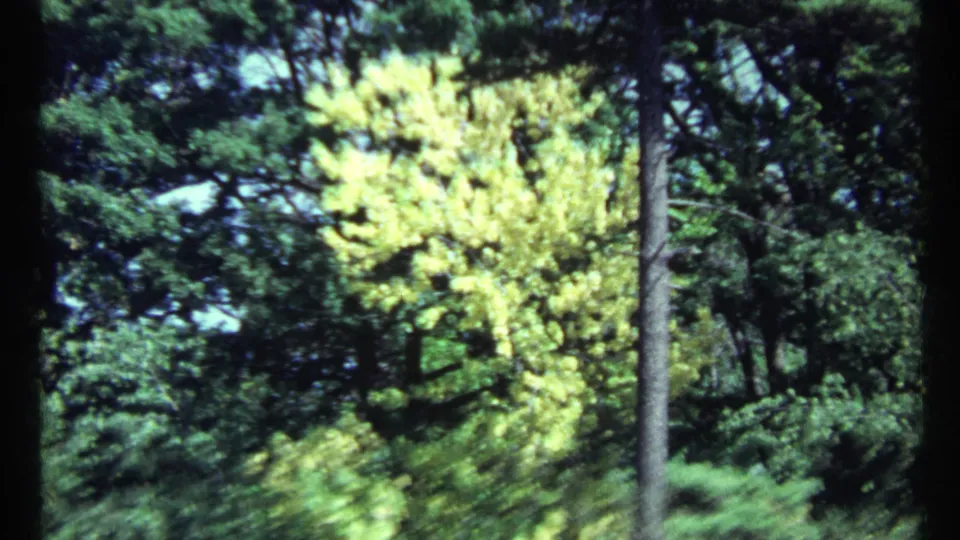1967 Toronto-area home-movie frame showing a bright yellow-green tree standing out in a dense wooded setting.