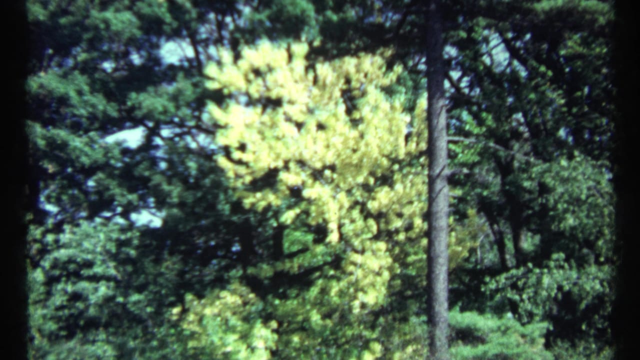 Wooded view with a yellow-leafed tree and dark evergreens behind it.