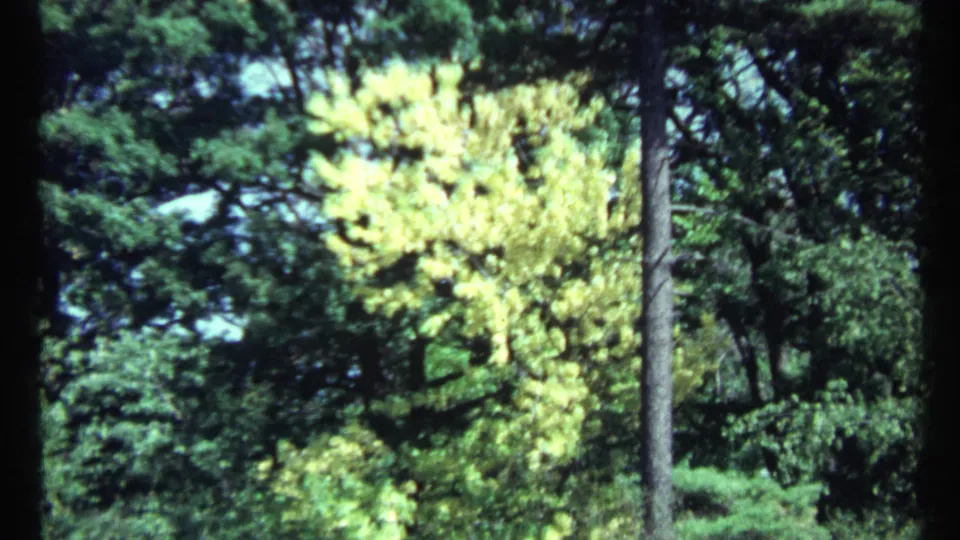1967 home-movie view of a yellow-leafed tree against deeper green trees, with soft handheld framing.