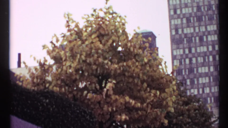 1967 Toronto cutaway of an autumn tree framed against tall downtown buildings and a pale sky.