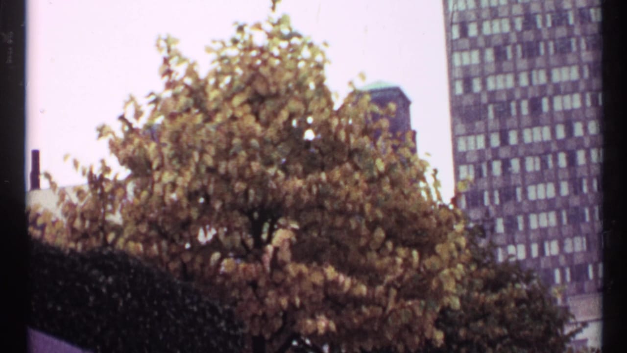 Leafy tree in front of a tall city building with film edge visible.