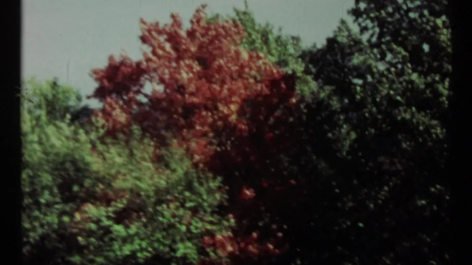 1967 arboretum foliage view showing a red-leaved tree surrounded by green canopy under a pale sky.