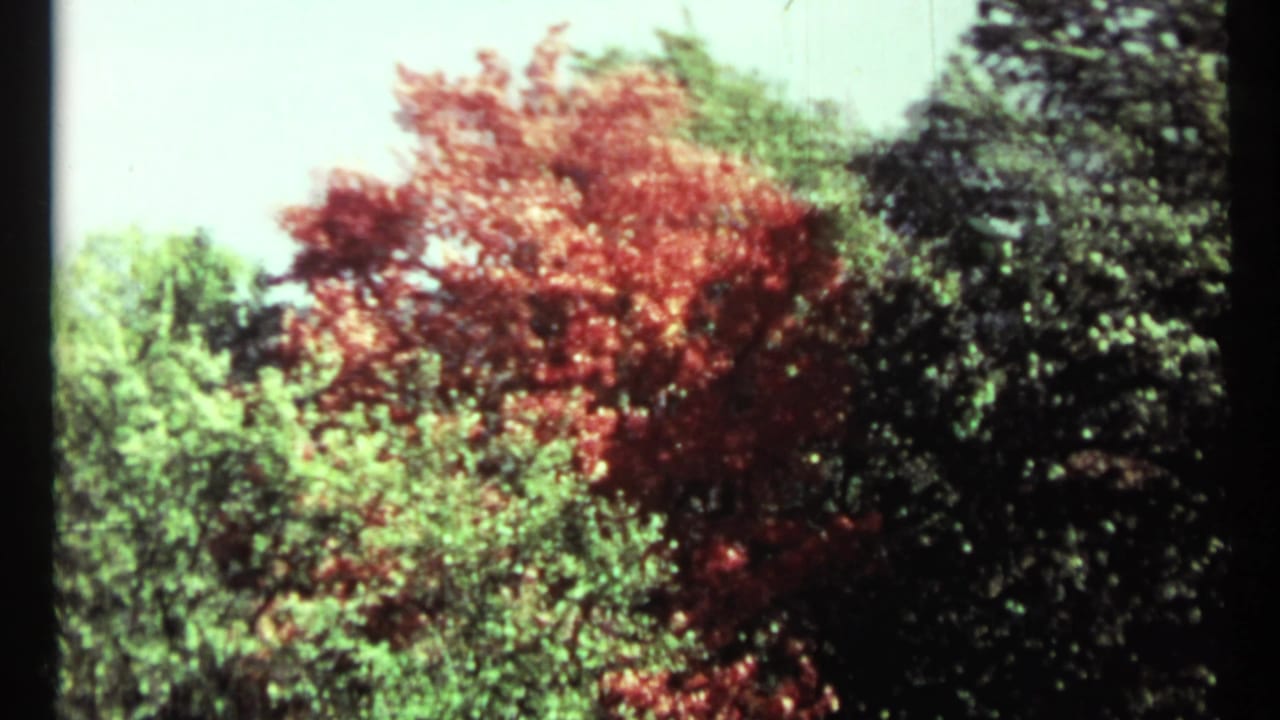 Red autumn tree above green foliage under a pale sky.