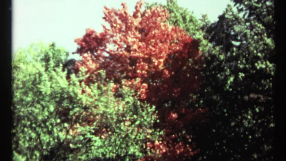 1967 Toronto home-movie frame with a red-leaved tree framed by green shrubs, darker trees, and a pale sky.