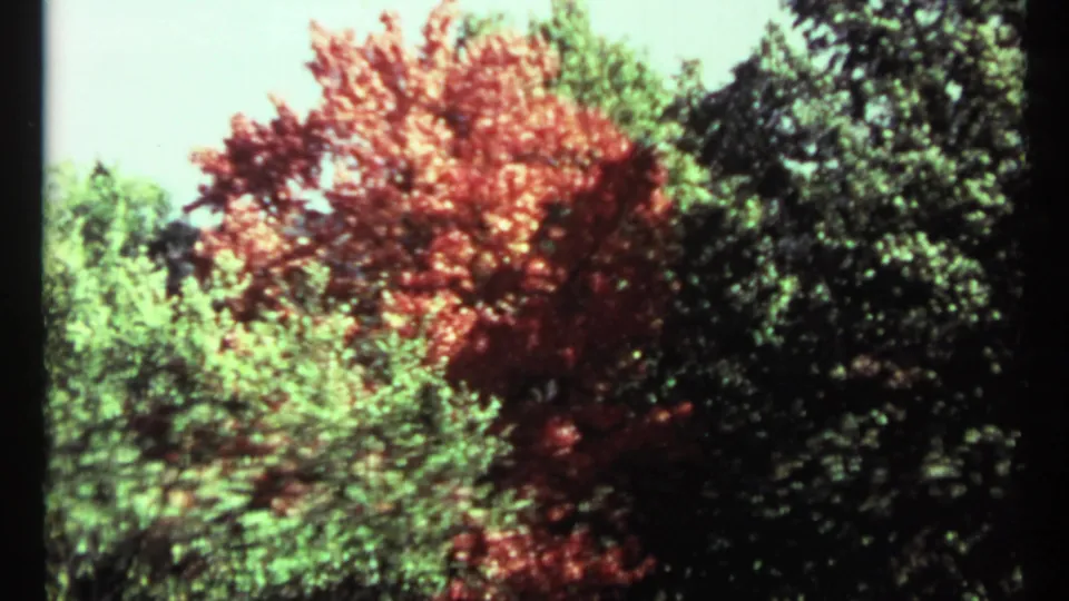 1967 Toronto 8mm frame showing dense red autumn leaves mixed with green trees and dark shadowed foliage.