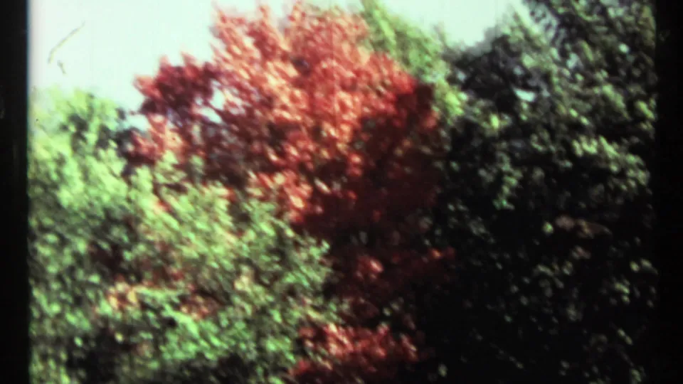 1967 Toronto 8mm frame with soft motion blur across red autumn leaves, green foliage, and dark trees.
