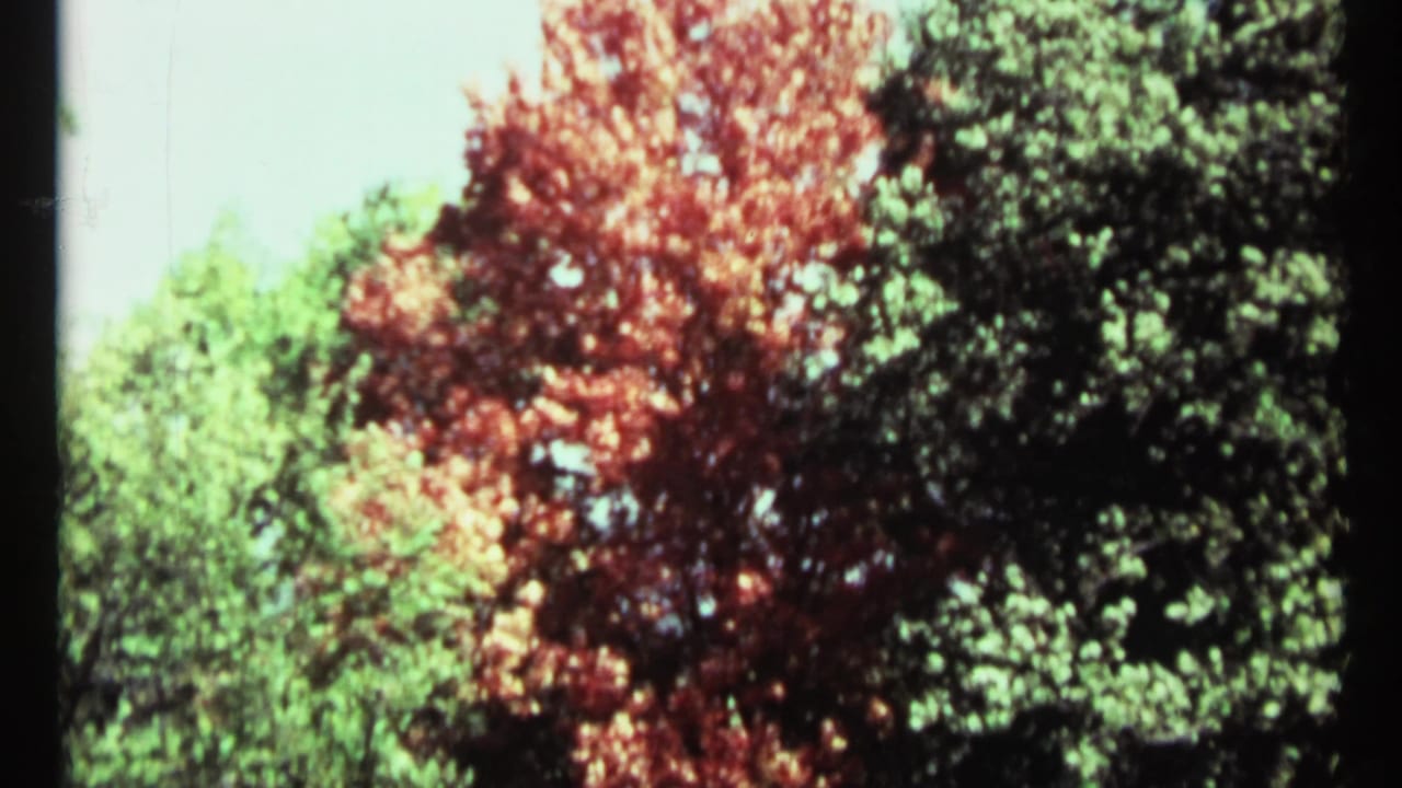 1967 Toronto home-movie frame showing red-orange leaves among green trees beneath a pale sky.