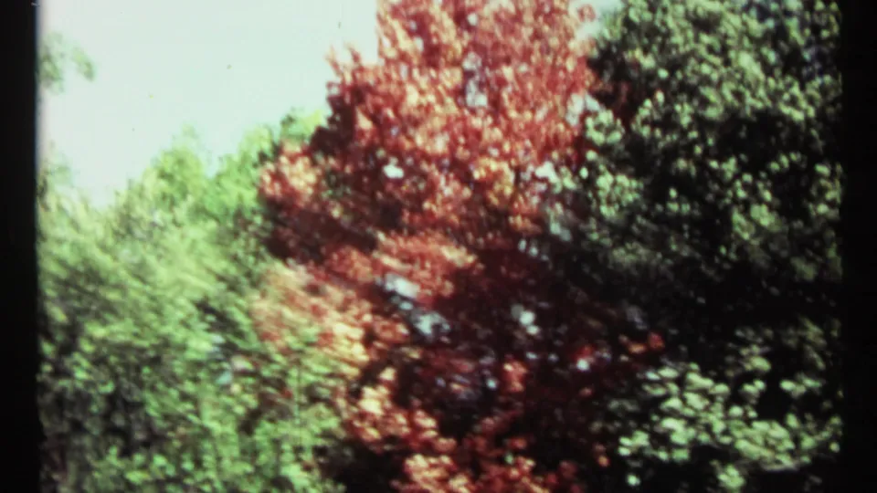 1967 Toronto frame with wind-softened red foliage and green trees filling the view beneath bright sky.