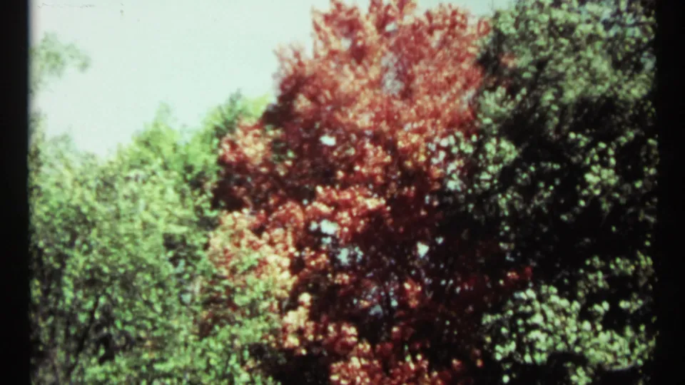 1967 Toronto home-movie view of a red-orange autumn tree framed by green foliage and pale sky.
