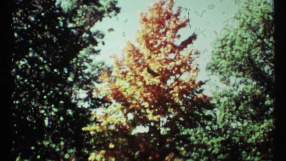1967 Toronto frame showing yellow-red autumn leaves beside darker green trees in a handheld 8mm view.