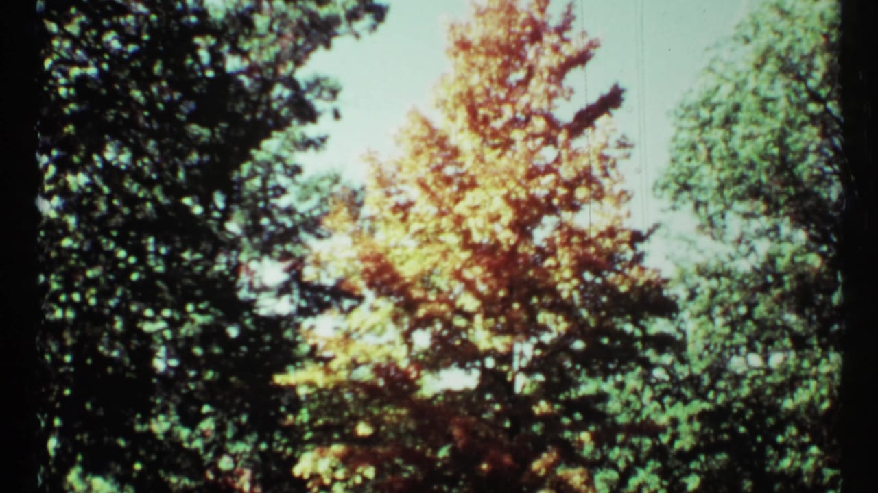 1967 Toronto 8mm frame showing an amber-leaved tree surrounded by darker foliage under pale blue sky.