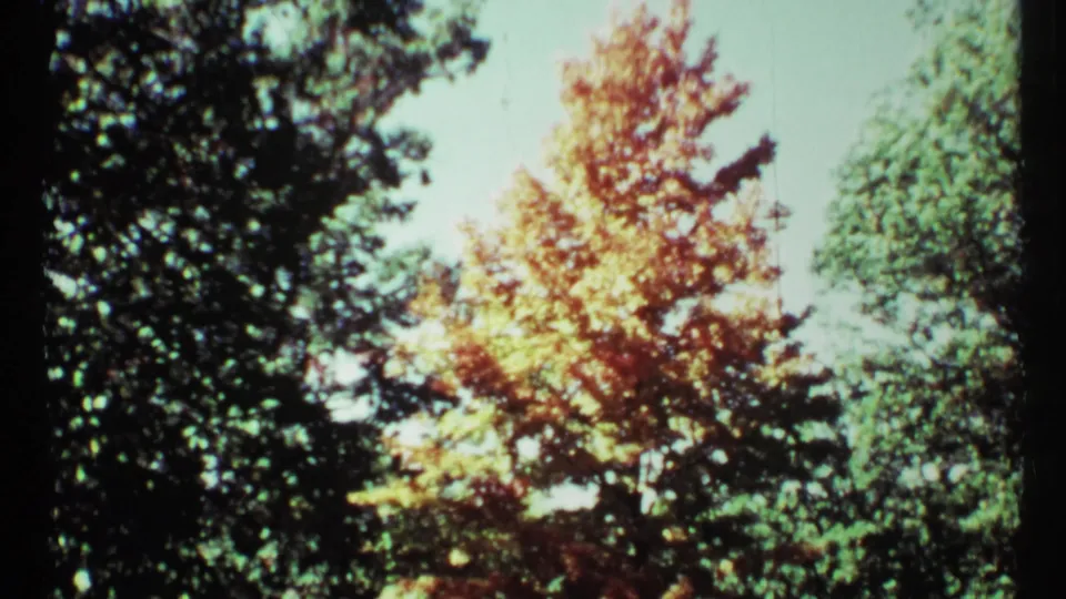 1967 Toronto home-movie frame with golden autumn leaves framed by green treetops and light sky.