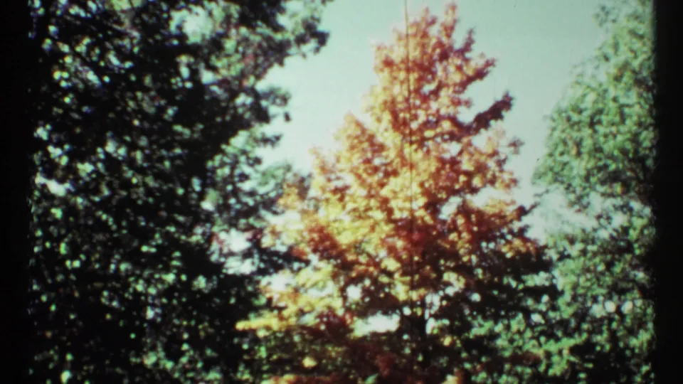 1967 Toronto 8mm view of a central orange-yellow autumn tree with darker trees at the edges.