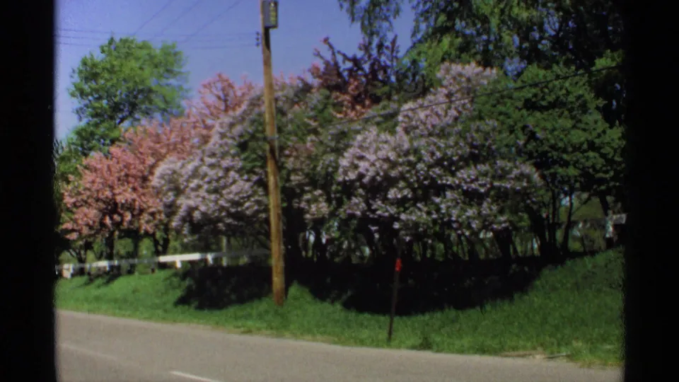 Golden Valley roadside view with pink and pale blossoms, green grass, a utility pole, overhead wires, and a curving road.