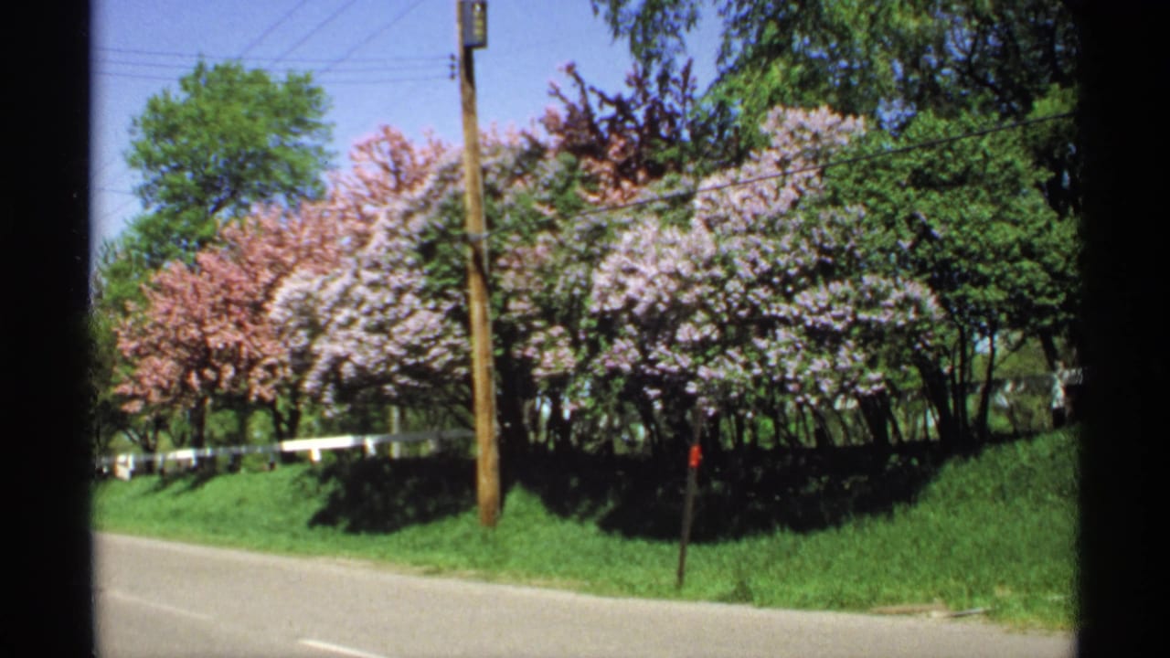 Pink and lavender flowering trees beside a quiet road with a utility pole and power lines.
