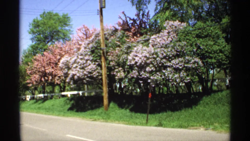 1970 Minnesota roadside view with pink and pale lavender blossoms, a grassy verge, wooden pole, wires, and a clear blue sky.