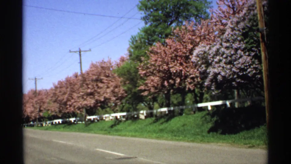 1970 Minnesota 8mm frame of pink roadside trees receding along a road, with a grassy bank, white rail, utility poles, and blue sky.