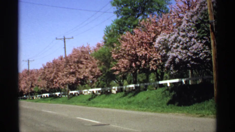 1970 Minnesota home-movie frame showing pink and lavender trees along a sunny roadside with grass, white rail, poles, and overhead wires.