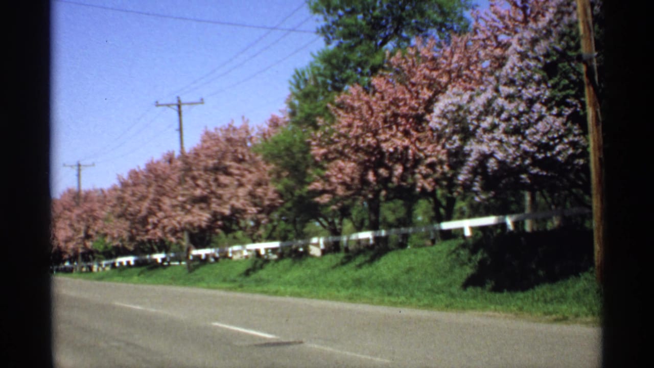 1970 Minnesota 8mm frame of a paved roadside lined with pink and pale purple spring blossoms, a white fence, grass verge, and utility wires.