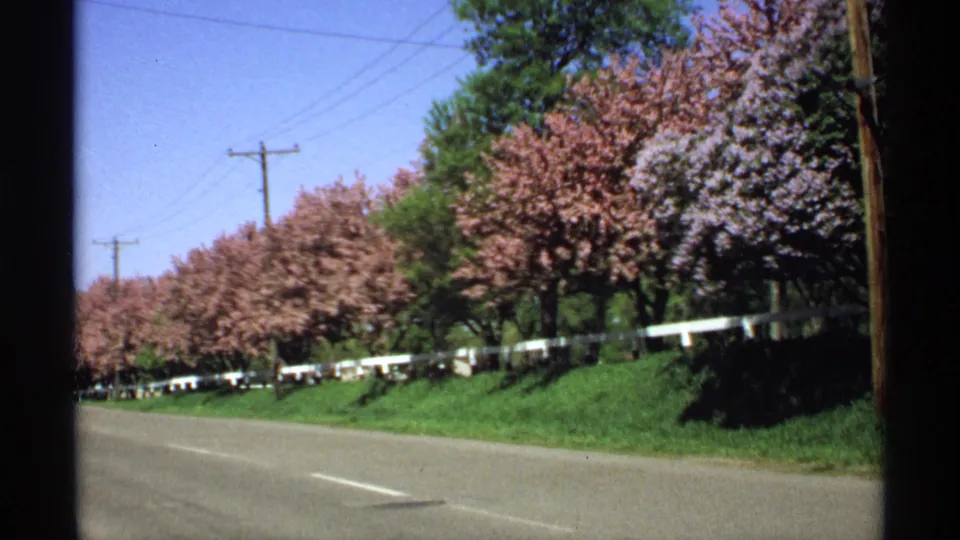 1970 Minnesota 8mm frame of a paved roadside lined with pink and pale purple spring blossoms, a white fence, grass verge, and utility wires.