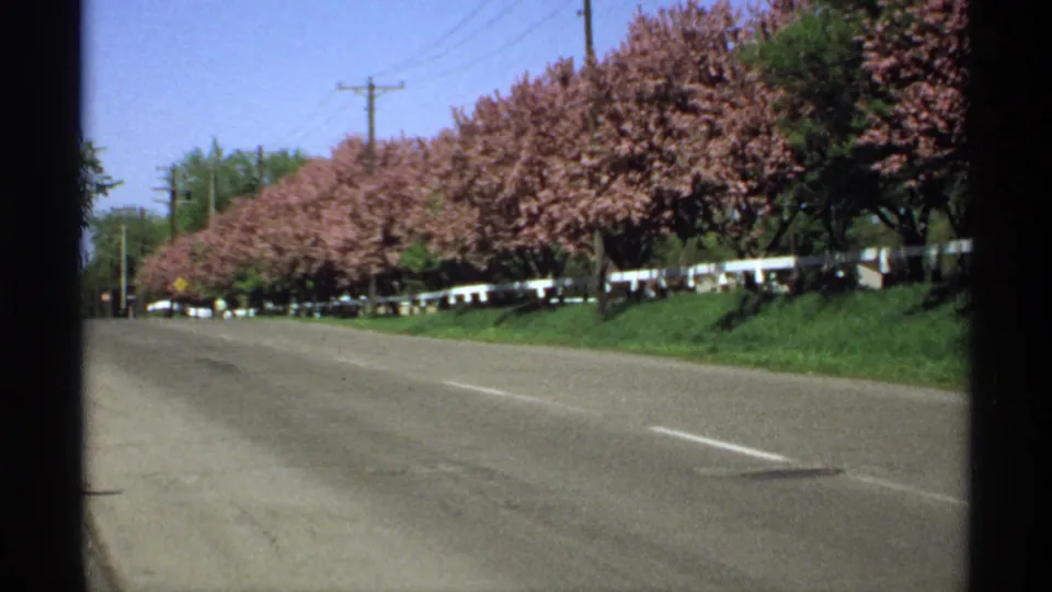 1970 Minnesota roadside view from a moving vehicle, showing flowering trees, a white fence, utility poles, and open asphalt road.