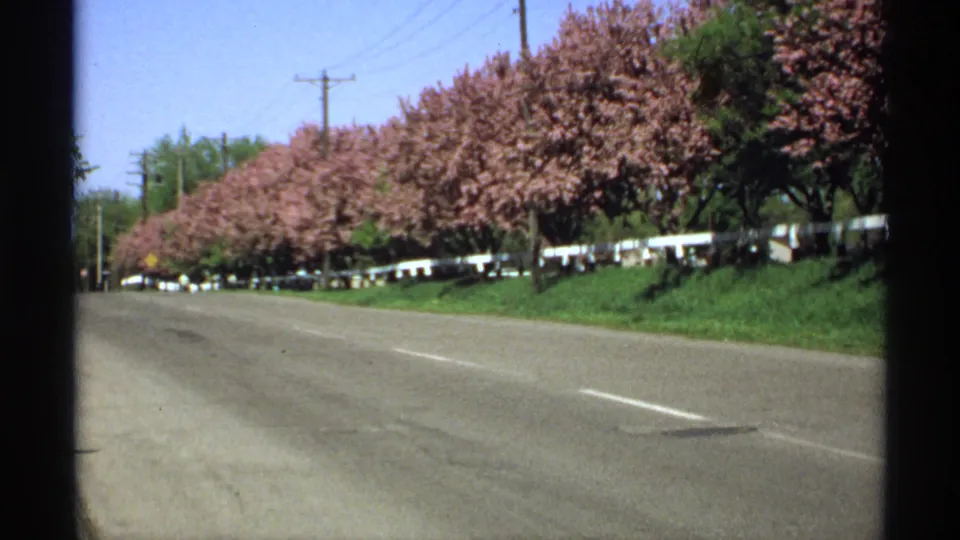 A 1970 Minnesota 8mm frame shows a quiet paved road, flowering tree row, white fence, green verge, and utility lines in bright daylight.