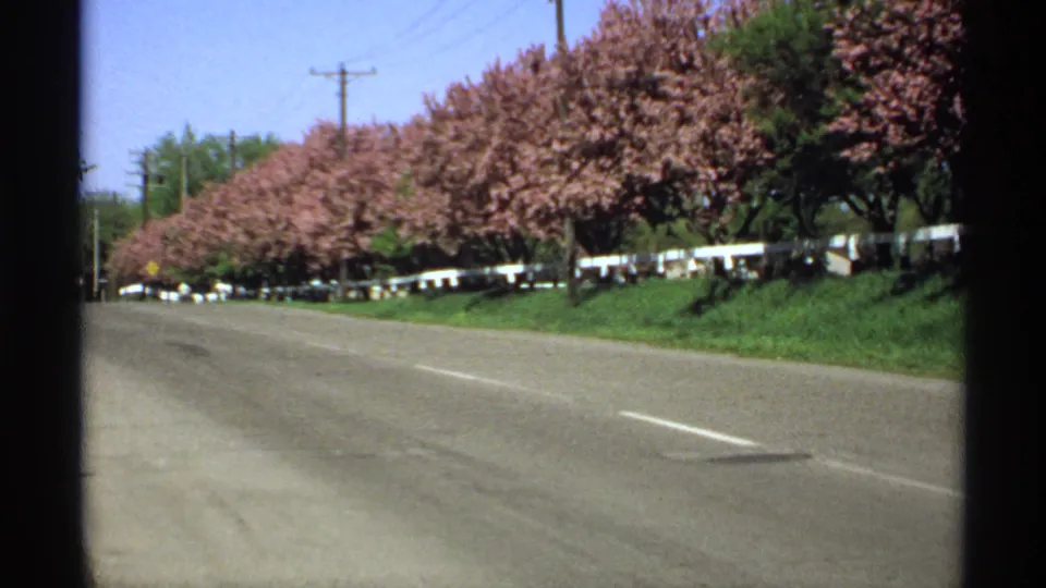 1970 Minnesota home-movie frame of a sunlit roadside with spring blossoms, a white fence, green verge, and overhead utility wires.