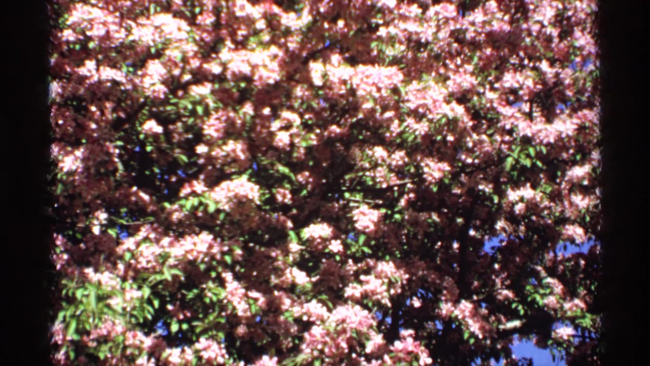 1970 Minnesota 8mm frame showing dense pale pink flowering branches in bright sun with green leaves and blue sky behind.