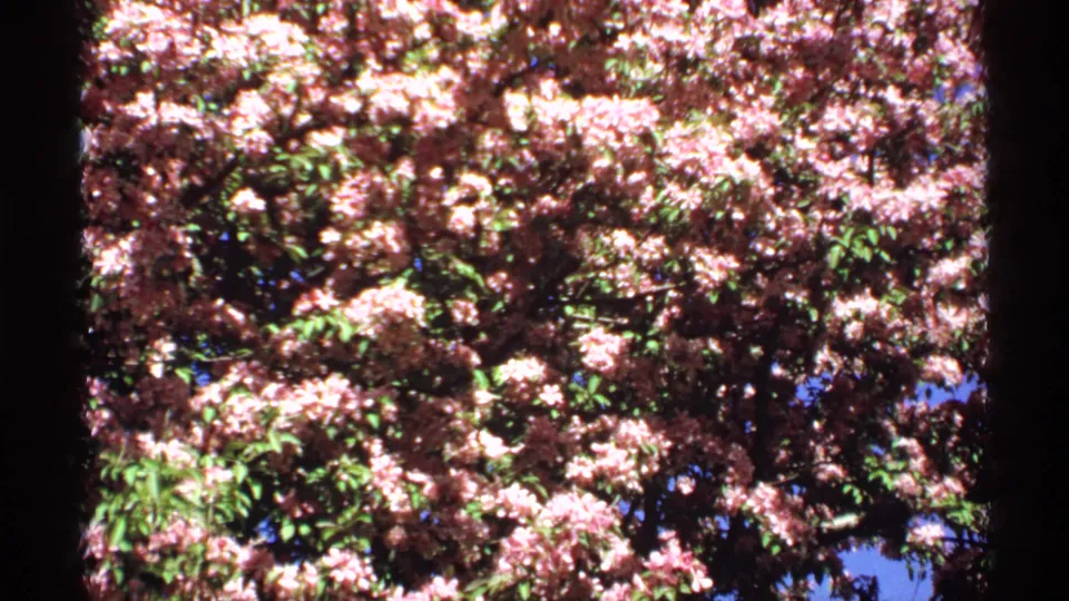 1970 Minnesota 8mm frame with sunlit pale pink blossoms spread across a tree canopy, with blue sky visible through leaves.