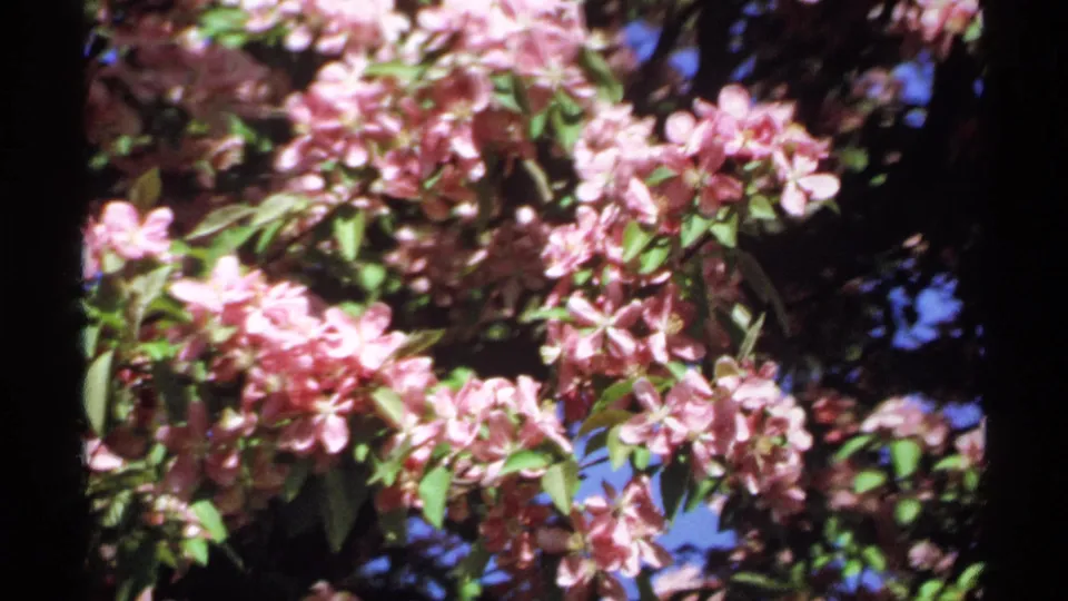 1970 Minnesota 8mm frame of pale pink flowering branches in bright daylight, with leaves, shadows, and blue sky in the background.