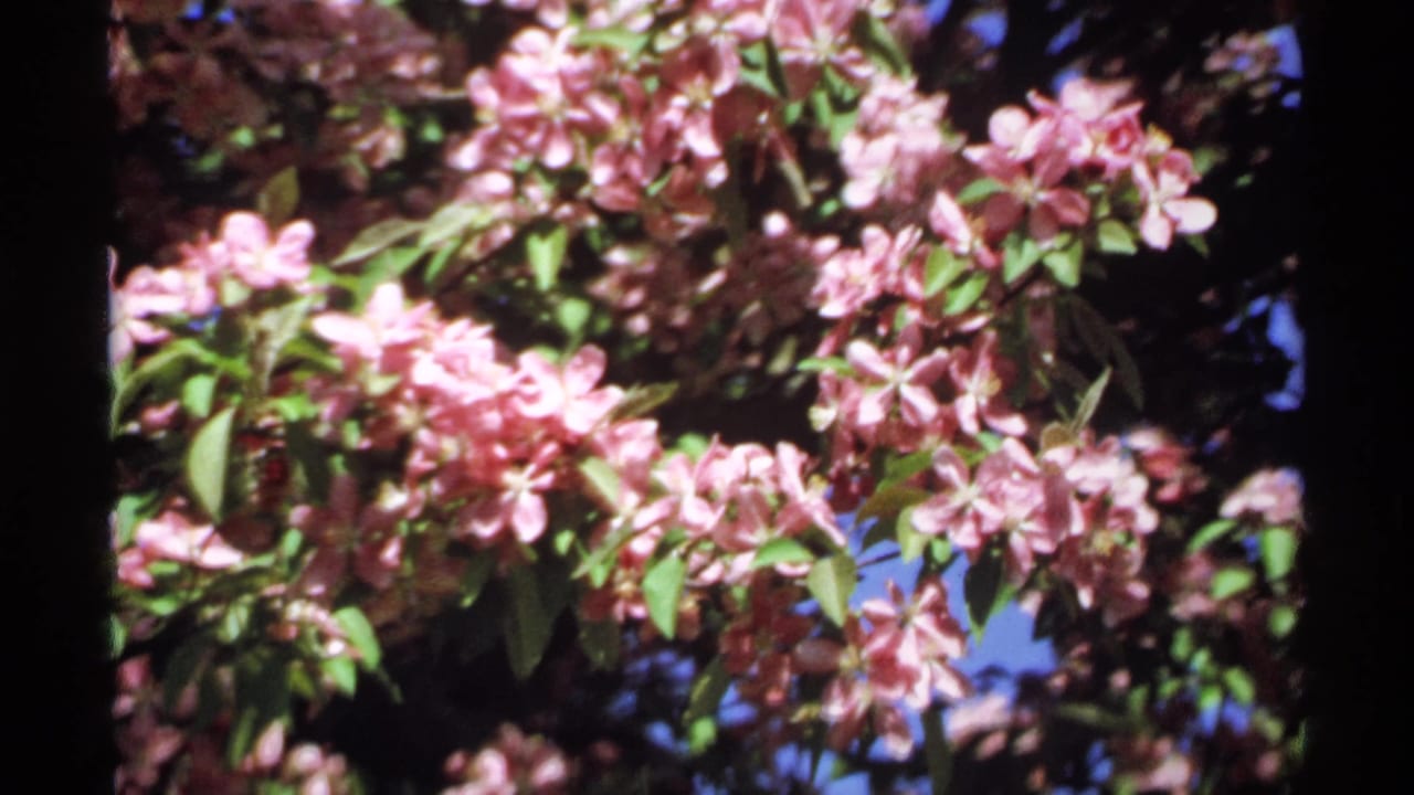 Close view of pink blossoms and green leaves against dark branches and bright sky.