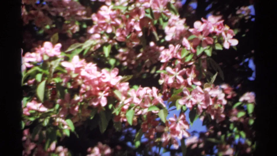 1970 Minnesota 8mm frame showing pink flowering tree blossoms in close-up with green leaves and patches of blue sky.