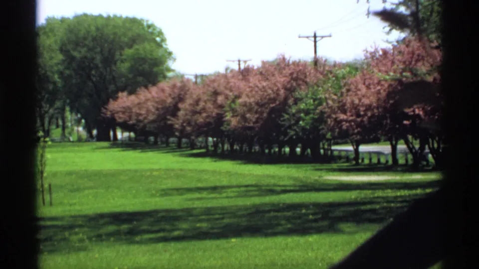 1970 Minnesota 8mm frame of a green park field edged by pink flowering trees, with utility poles and a road in the background.