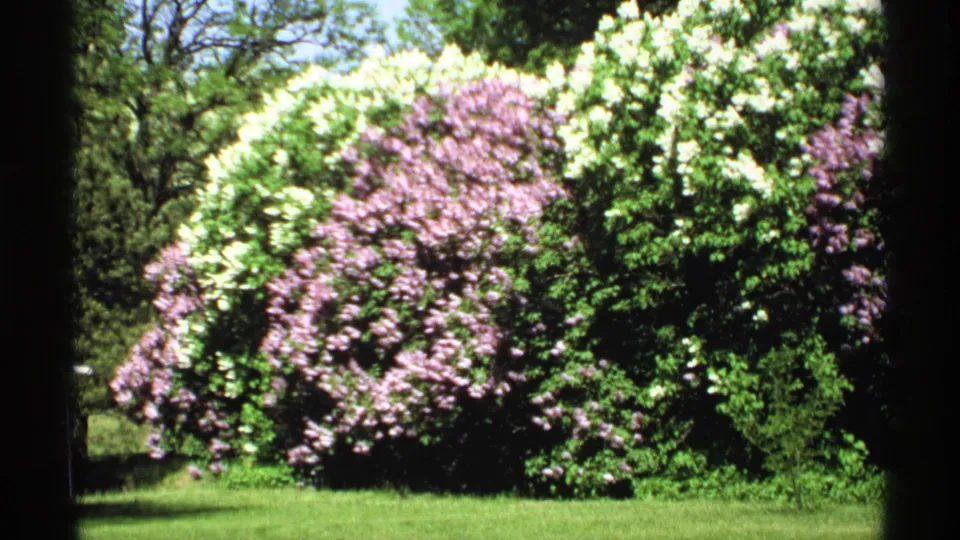 1970 Minnesota home-movie frame showing blooming purple and white shrubs, leafy greenery, grass, and dark vignette-like film edges.