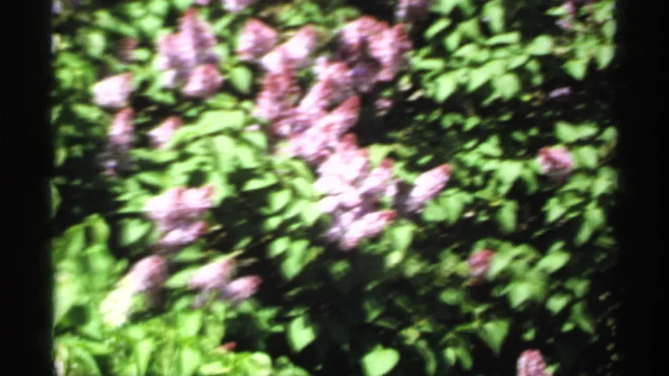 1970 Minnesota home-movie frame with a soft, close view of purple blossoms and green leaves, likely during handheld camera movement.