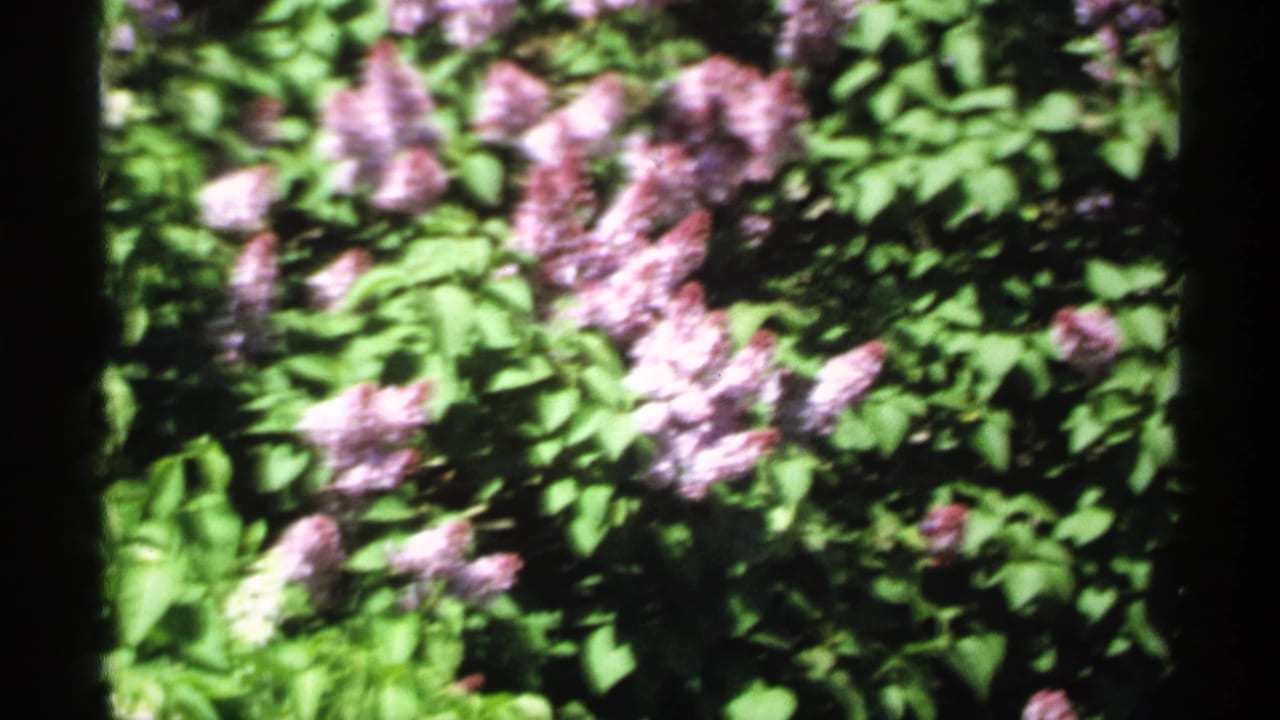 Soft 1970 Minnesota 8mm view of purple lilac blossoms and green foliage, framed closely with dark film gate edges.